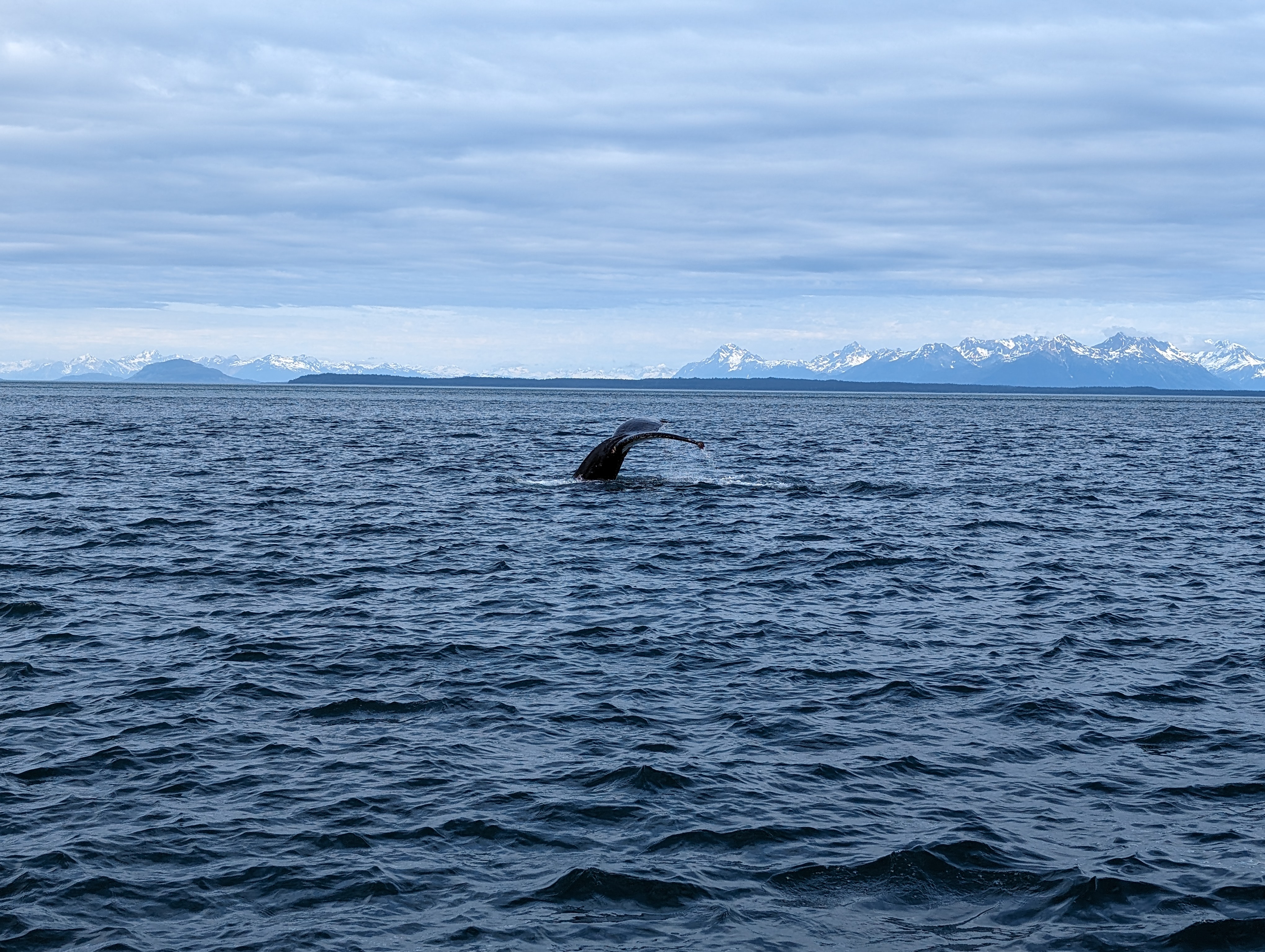 Whale Watching